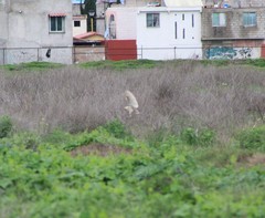 Tyto alba