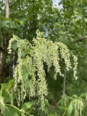 Koenigia alaskana
