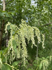 Koenigia alaskana