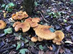 Pholiota