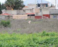 Tyto alba