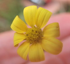 Osteospermum imbricatum