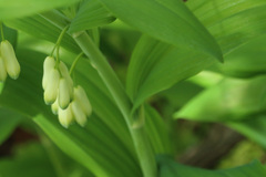 Polygonatum multiflorum
