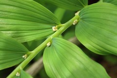 Polygonatum multiflorum