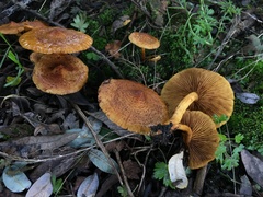 Pholiota