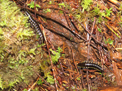 Harpaphe haydeniana