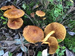 Pholiota