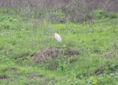 Bubulcus ibis