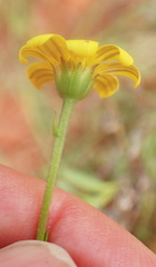 Osteospermum imbricatum