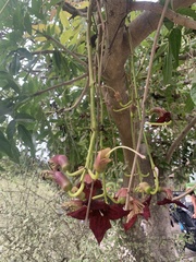 Kigelia