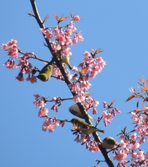 Zosterops erythropleurus