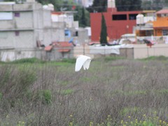 Bubulcus ibis