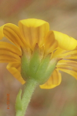 Osteospermum imbricatum