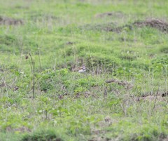 Charadrius vociferus