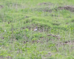 Charadrius vociferus