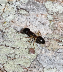 Camponotus elegans