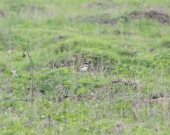 Charadrius vociferus