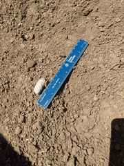 Vulpes macrotis mutica