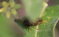 Arthropeas