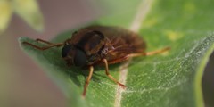 Arthropeas