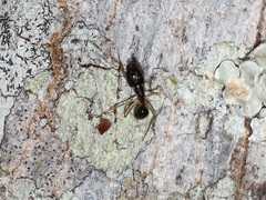 Camponotus elegans