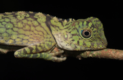 Gonocephalus bornensis