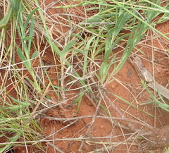 Osteospermum imbricatum