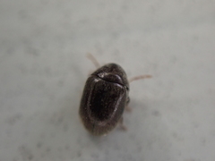 Mesocoelopodinae