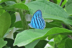 Cepheuptychia cephus