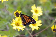 Danaus plexippus
