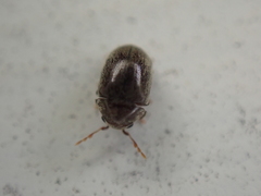 Mesocoelopodinae
