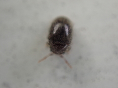 Mesocoelopodinae