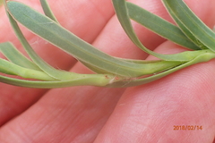 Osteospermum imbricatum