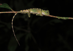 Gonocephalus bornensis