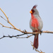Pyrrhuloxia - Photo (c) Ad Konings, some rights reserved (CC BY-NC), uploaded by Ad Konings