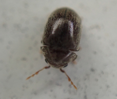 Mesocoelopodinae