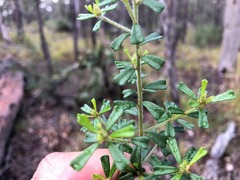 Pultenaea microphylla