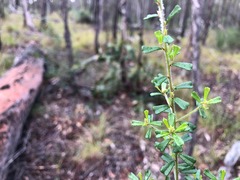 Pultenaea microphylla