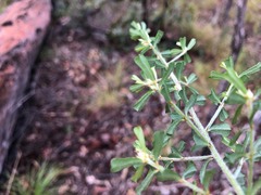 Pultenaea microphylla