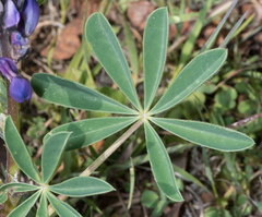 Lupinus affinis