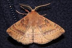 Anthela repleta