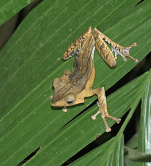 Polypedates otilophus