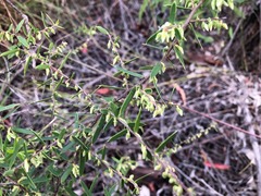 Styphelia biflora