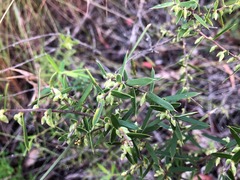 Styphelia biflora