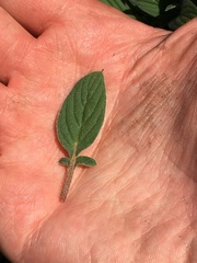 Phacelia leptosepala