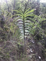 Epidendrum myrianthum