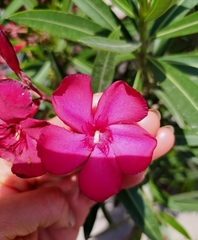 Nerium oleander