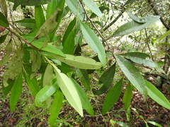 Samadera bidwillii