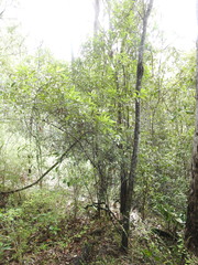 Samadera bidwillii