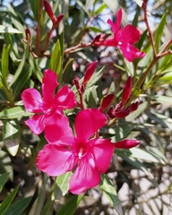 Nerium oleander